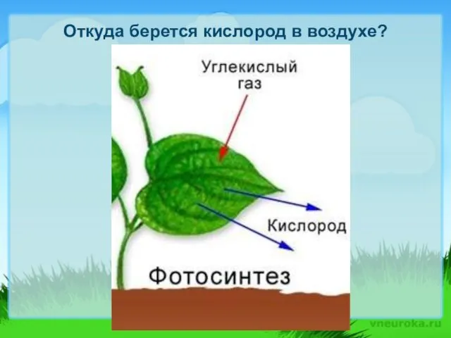 Откуда берется кислород в воздухе?