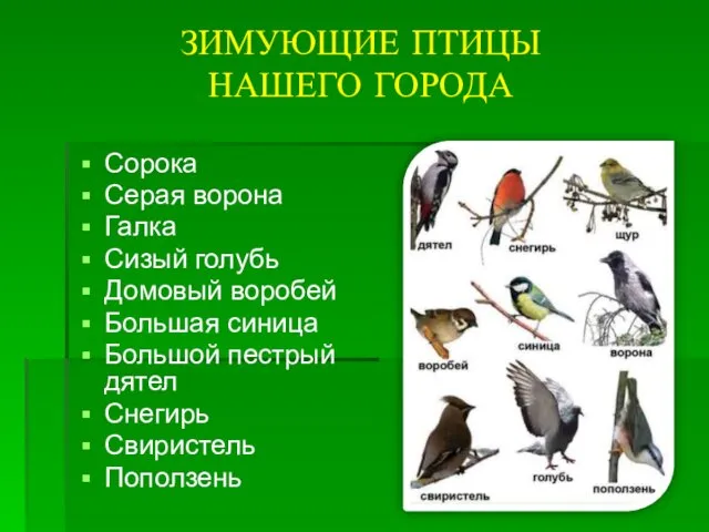 ЗИМУЮЩИЕ ПТИЦЫ НАШЕГО ГОРОДА Сорока Серая ворона Галка Сизый голубь Домовый