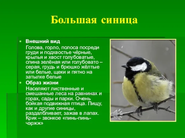 Большая синица Внешний вид Голова, горло, полоса посреди груди и подхвостье