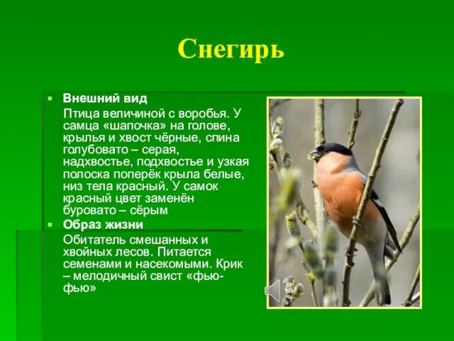 Снегирь Внешний вид Птица величиной с воробья. У самца «шапочка» на