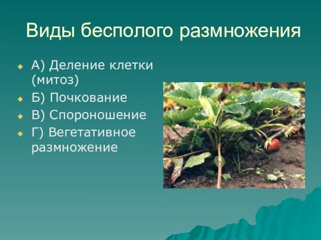 Виды бесполого размножения А) Деление клетки (митоз) Б) Почкование В) Спороношение Г) Вегетативное размножение