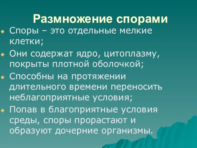 Размножение спорами Споры – это отдельные мелкие клетки; Они содержат ядро,