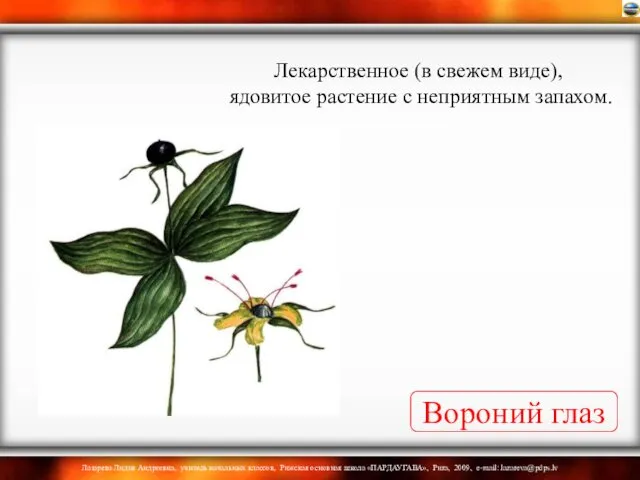 Вороний глаз Лекарственное (в свежем виде), ядовитое растение с неприятным запахом.