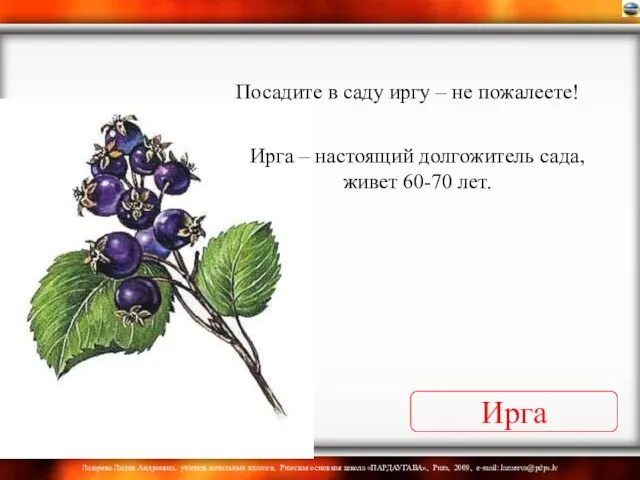 Ирга Ирга – настоящий долгожитель сада, живет 60-70 лет. Посадите в саду иргу – не пожалеете!