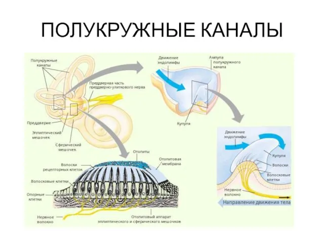 ПОЛУКРУЖНЫЕ КАНАЛЫ