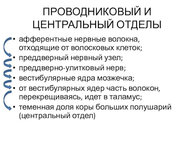 ПРОВОДНИКОВЫЙ И ЦЕНТРАЛЬНЫЙ ОТДЕЛЫ афферентные нервные волокна, отходящие от волосковых клеток;