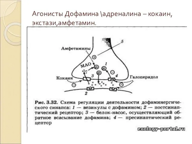 Агонисты Дофамина \адреналина – кокаин, экстази,амфетамин.