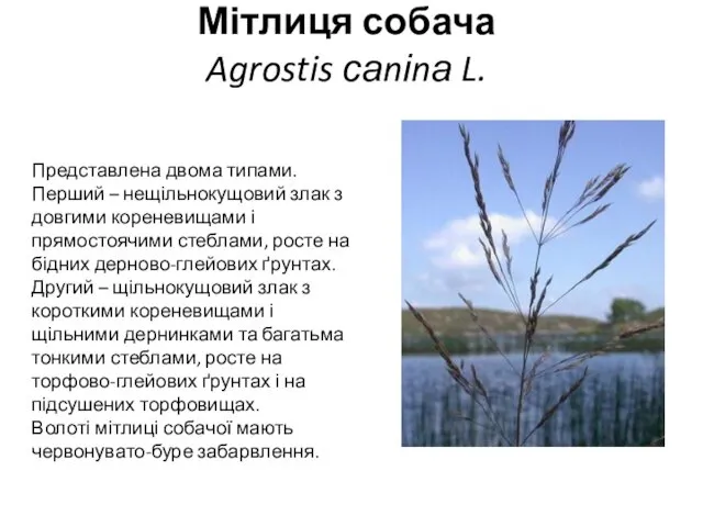 Мітлиця собача Agrostis саnіnа L. Представлена двома типами. Перший – нещільнокущовий