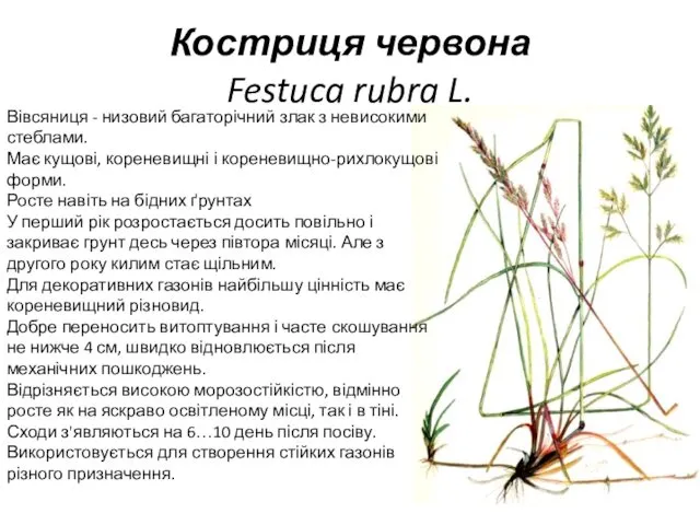 Костриця червона Festuca rubra L. Вівсяниця - низовий багаторічний злак з