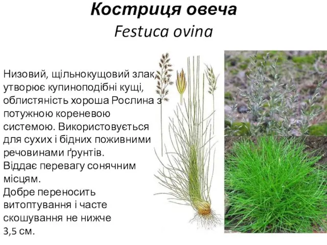 Костриця овеча Festuca ovina Низовий, щільнокущовий злак, утворює купиноподібні кущі, облистяність