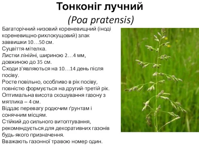 Тонконіг лучний (Poa pratensis) Багаторічний низовий кореневищний (іноді кореневищно-рихлокущовий) злак заввишки