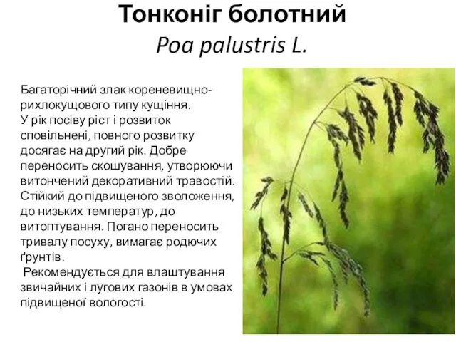 Тонконіг болотний Poa palustris L. Багаторічний злак кореневищно-рихлокущового типу кущіння. У