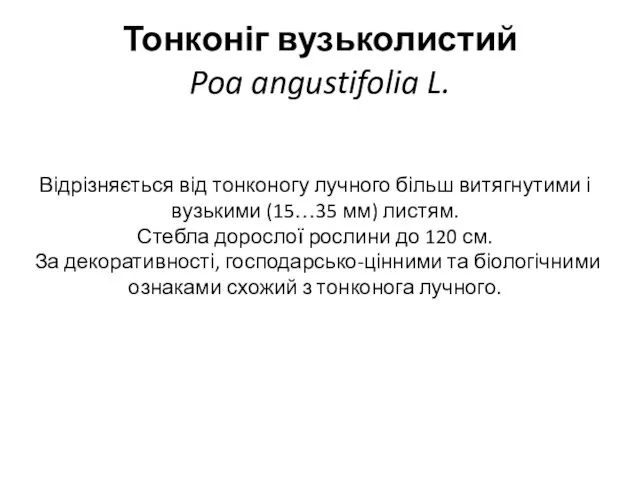 Тонконіг вузьколистий Poa angustifolia L. Відрізняється від тонконогу лучного більш витягнутими