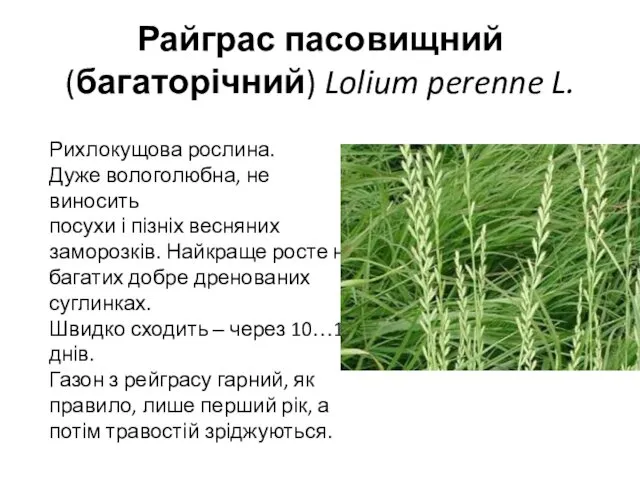 Райграс пасовищний (багаторічний) Lolium perenne L. Рихлокущова рослина. Дуже вологолюбна, не