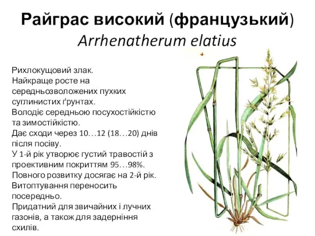 Райграс високий (французький) Arrhenatherum elatius Рихлокущовий злак. Найкраще росте на середньозволожених