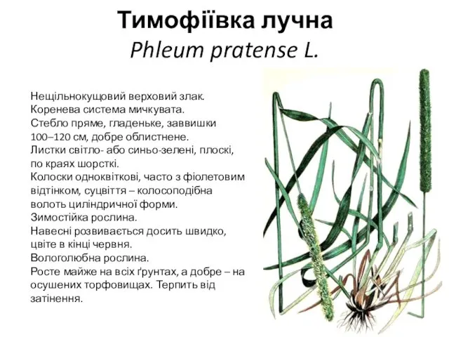 Тимофіївка лучна Phleum pratense L. Нещільнокущовий верховий злак. Коренева система мичкувата.