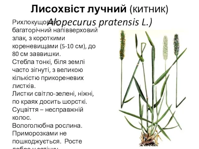 Лисохвіст лучний (китник) Alopecurus pratensis L.) Рихлокущовий, багаторічний напівверховий злак, з