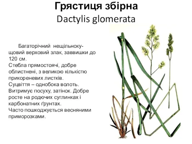 Грястиця збірна Dactylis glomerata Багаторічний нещільноку-щовий верховий злак, зав­вишки до 120