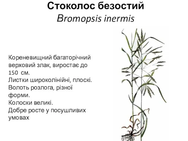 Стоколос безостий Вromopsis inermis Кореневищний багаторічний верховий злак, виростає до 150