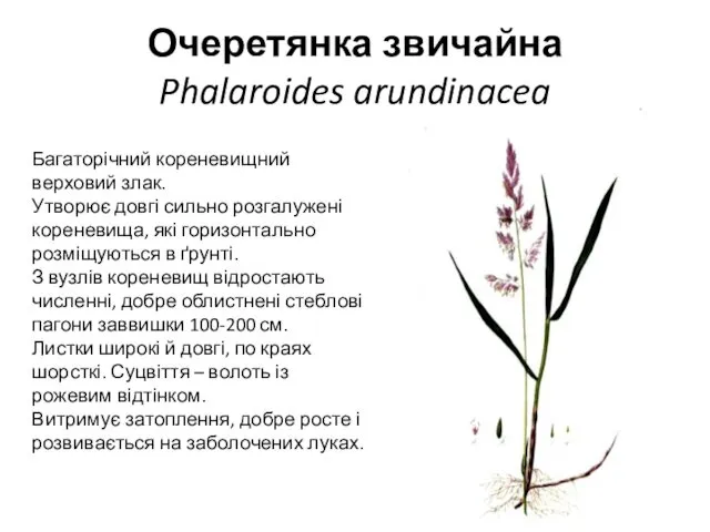 Очеретянка звичайна Phalaroides arundinacea Багаторічний кореневищний верховий злак. Утворює довгі сильно