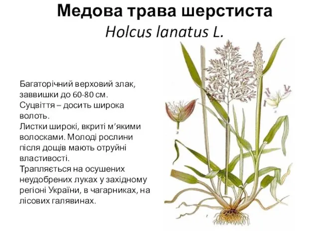 Медова трава шерстиста Holcus lanatus L. Багаторічний верховий злак, заввишки до