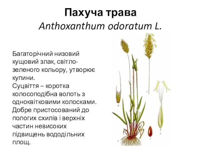 Пахуча трава Anthoxanthum odoratum L. Багаторічний низовий кущовий злак, світло-зеленого кольору,