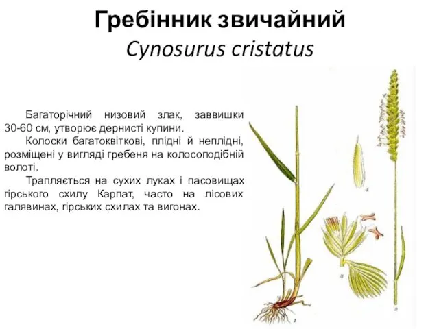 Гребінник звичайний Cynosurus cristatus Багаторічний низовий злак, заввишки 30-60 см, утворює