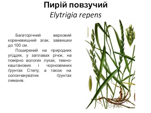 Пирій повзучий Elytrigia repens Багаторічний верховий кореневищний злак, заввишки до 100