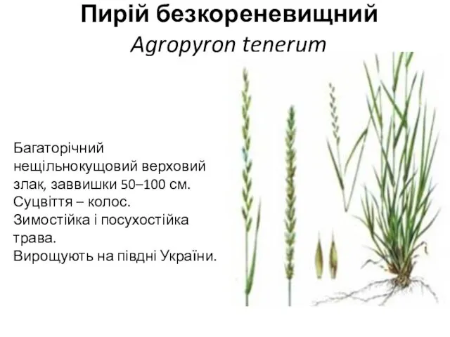 Пирій безкореневищний Agropyron tenerum Багаторічний нещільнокущовий верховий злак, заввишки 50–100 см.