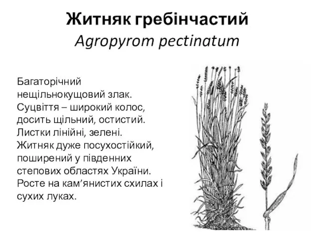 Житняк гребінчастий Agropyrom pectinatum Багаторічний нещільнокущовий злак. Суцвіття – широкий колос,