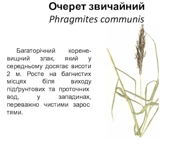 Очерет звичайний Phragmites communis Багаторічний корене-вищний злак, який у середньому досягає