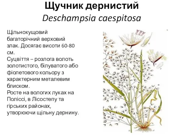 Щучник дернистий Deschampsia caespitosa Щільнокущовий багаторічний верховий злак. Досягає висоти 60-80