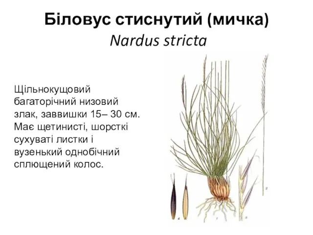 Біловус стиснутий (мичка) Nardus stricta Щільнокущовий багаторічний низовий злак, заввишки 15–