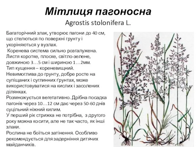 Мітлиця пагоносна Agrostis stolonifera L. Багаторічний злак, утворює пагони до 40