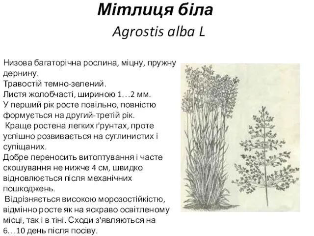 Мітлиця біла Agrostis alba L Низова багаторічна рослина, міцну, пружну дернину.