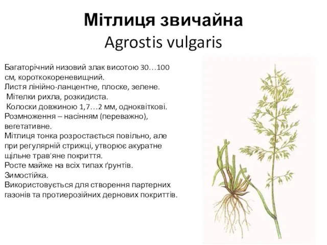 Мітлиця звичайна Agrostis vulgaris Багаторічний низовий злак висотою 30…100 см, короткокореневищний.