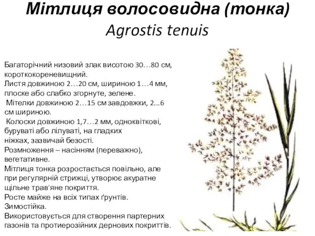 Мітлиця волосовидна (тонка) Agrostis tenuis Багаторічний низовий злак висотою 30…80 см,