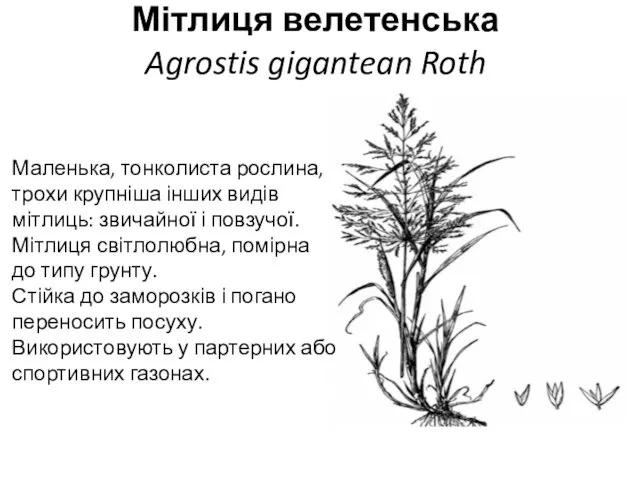 Мітлиця велетенська Agrostis gigantean Roth Маленька, тонколиста рослина, трохи крупніша інших