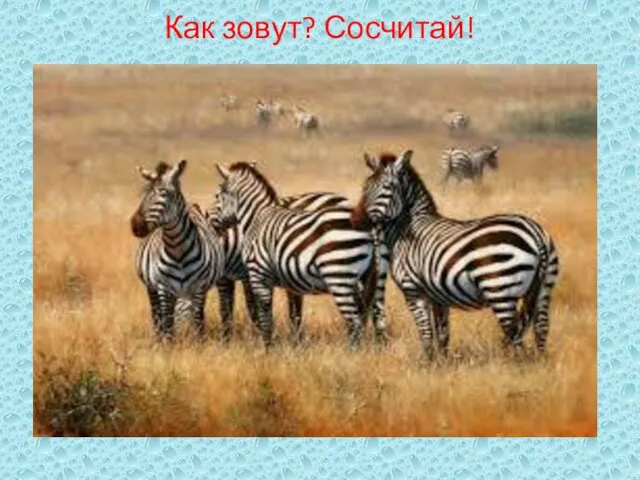 Как зовут? Сосчитай!