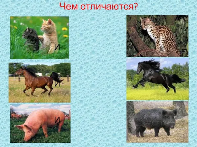 Чем отличаются? И И И