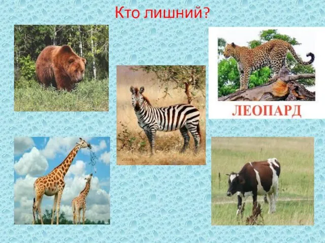 Кто лишний?