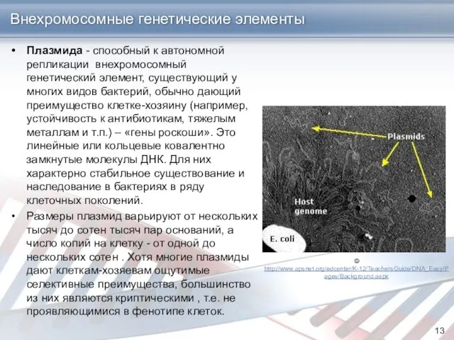 Внехромосомные генетические элементы Плазмида - способный к автономной репликации внехромосомный генетический