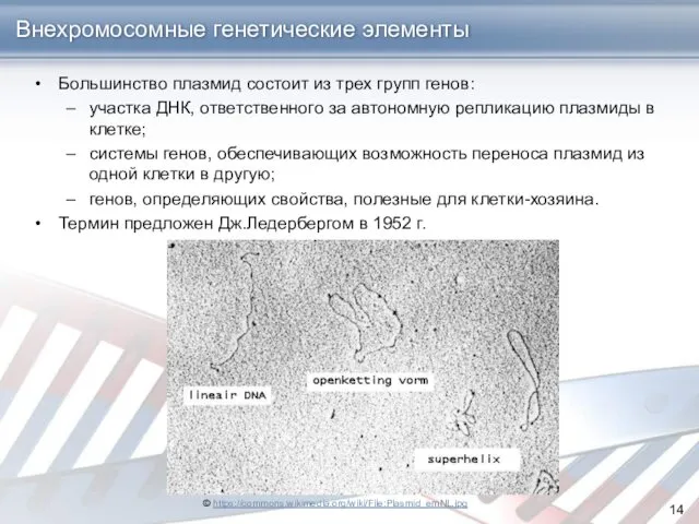 Внехромосомные генетические элементы Большинство плазмид состоит из трех групп генов: участка