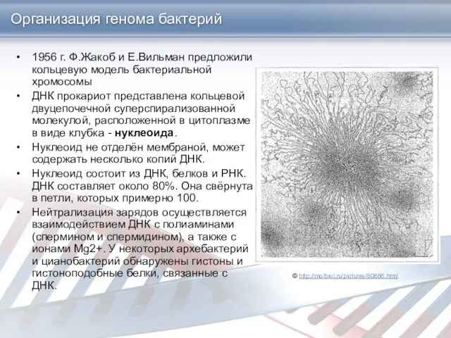 Организация генома бактерий 1956 г. Ф.Жакоб и Е.Вильман предложили кольцевую модель