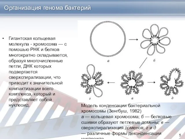 Организация генома бактерий Гигантская кольцевая молекула - хромосома — с помошью