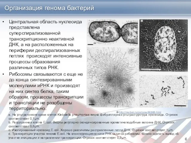 Организация генома бактерий Центральная область нуклеоида представлена суперспирализованной транскрипционно неактивной ДНК,