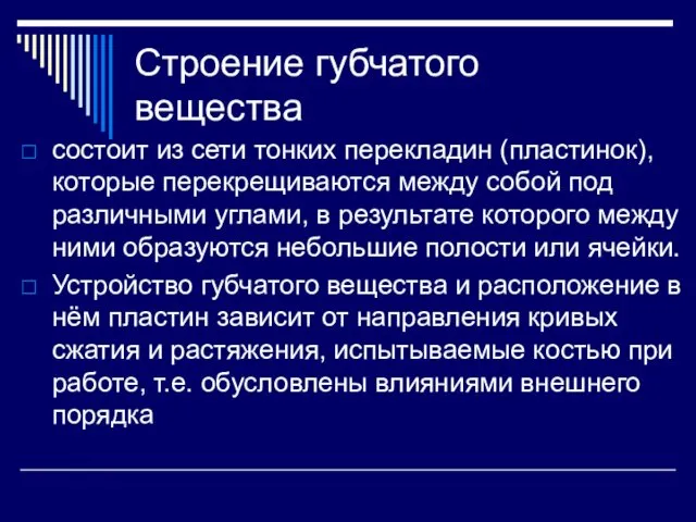 Строение губчатого вещества состоит из сети тонких перекладин (пластинок), которые перекрещиваются