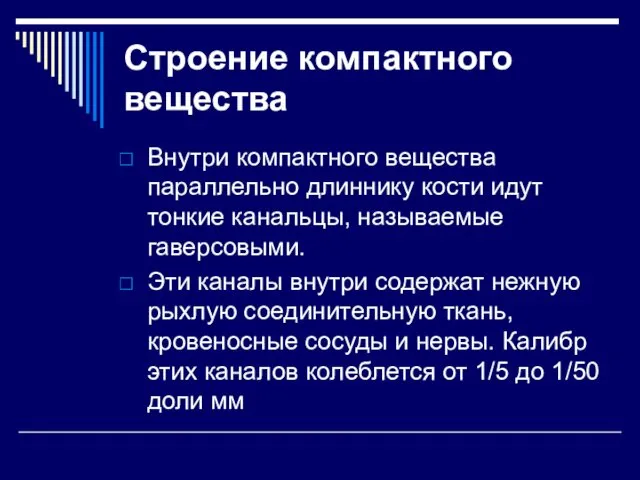 Строение компактного вещества Внутри компактного вещества параллельно длиннику кости идут тонкие