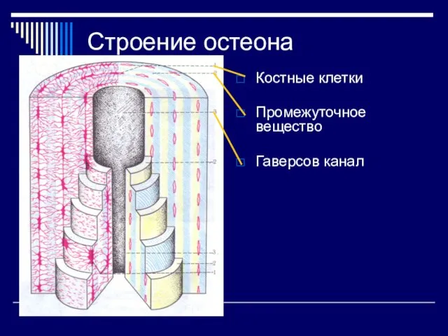 Строение остеона Костные клетки Промежуточное вещество Гаверсов канал