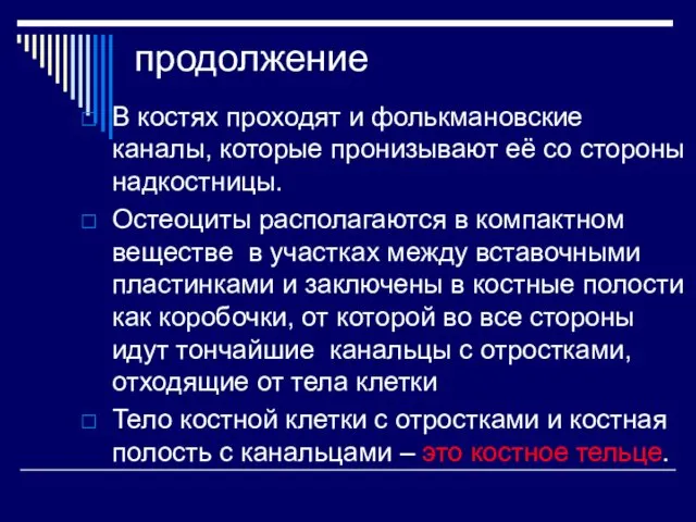 продолжение В костях проходят и фолькмановские каналы, которые пронизывают её со